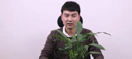白掌为什么不开花？如何解决不开花的问题？