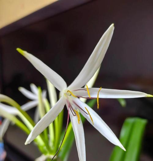 菩萨树的花语有何特殊含义？它象征着什么？