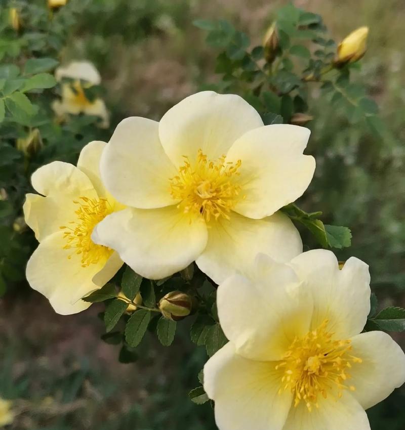 菩萨树的花语有何特殊含义？它象征着什么？