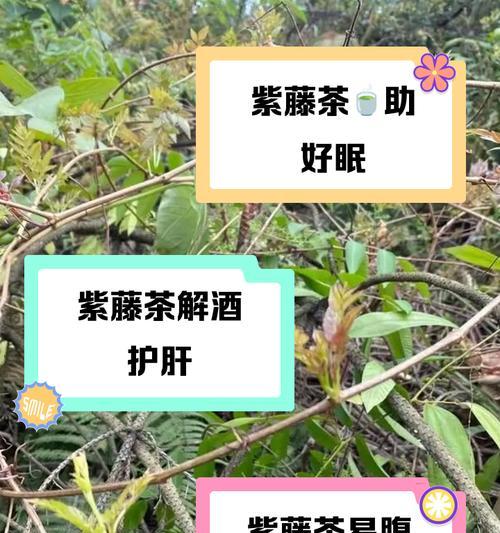 紫藤的生长习性和养护方法是什么？