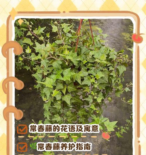 四季更迭花语分别是什么？春夏秋冬各代表什么花语？