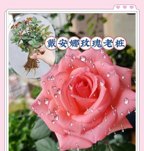 四季更迭花语分别是什么？春夏秋冬各代表什么花语？