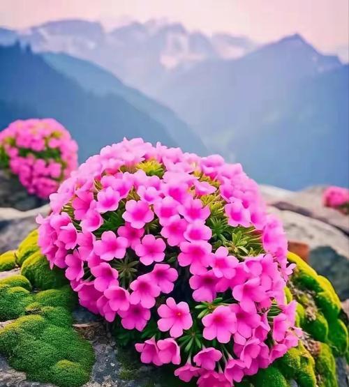 简单顽强的花语象征哪种花？花语有何深意？