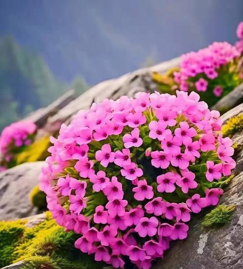 简单顽强的花语象征哪种花？花语有何深意？
