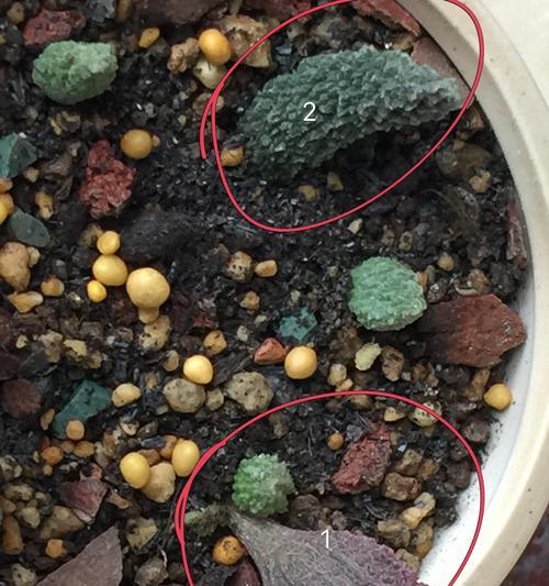 朱紫玉的花语和寓意是什么？朱紫玉花语有何特殊含义？