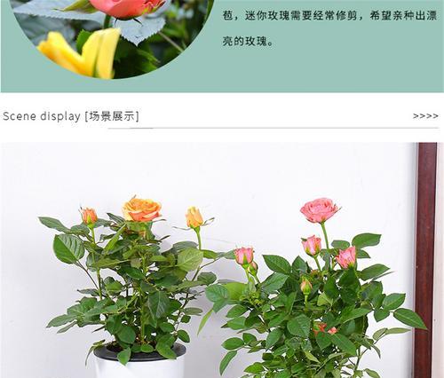 玫瑰盆栽如何长期保持健康？