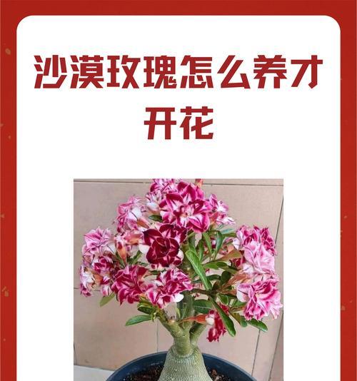 玫瑰花的养殖方法是什么？如何养好玫瑰花？