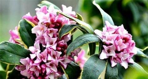 瑞香盆栽的花语有何特殊含义？
