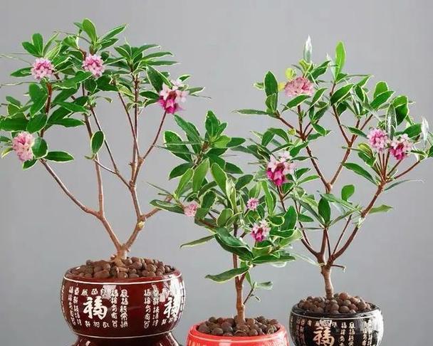 瑞香盆栽的花语有何特殊含义？