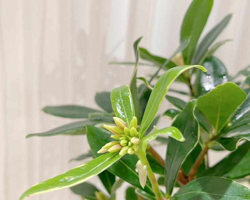 瑞香盆栽的花语有何特殊含义？