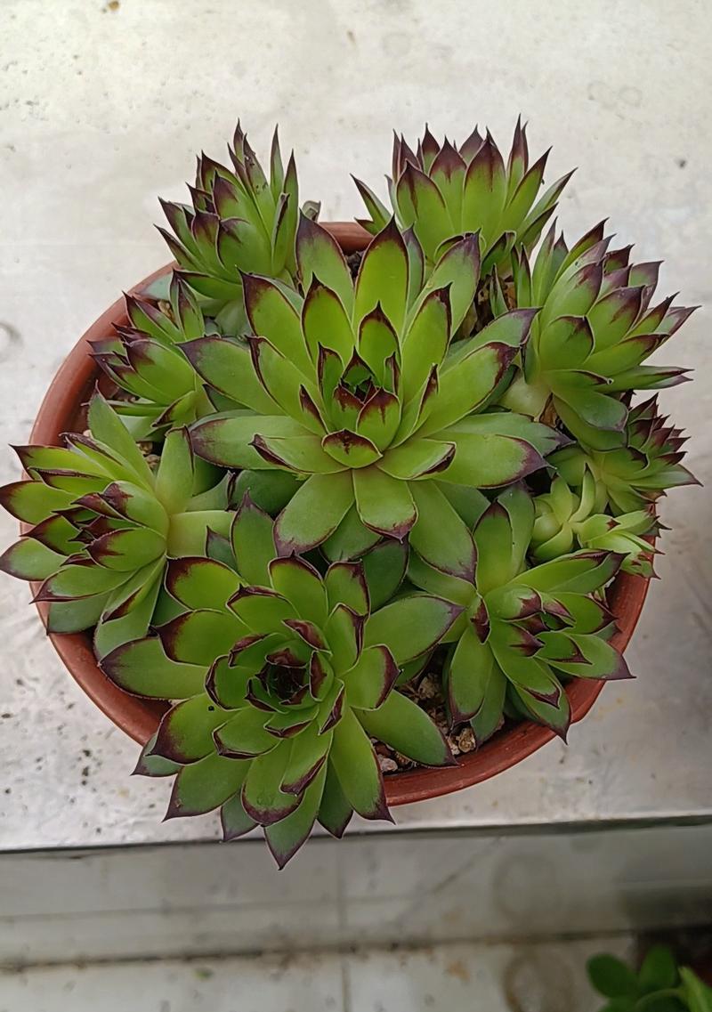 蛛丝卷绢的养护技巧有哪些？怎样才能养出好的状态？