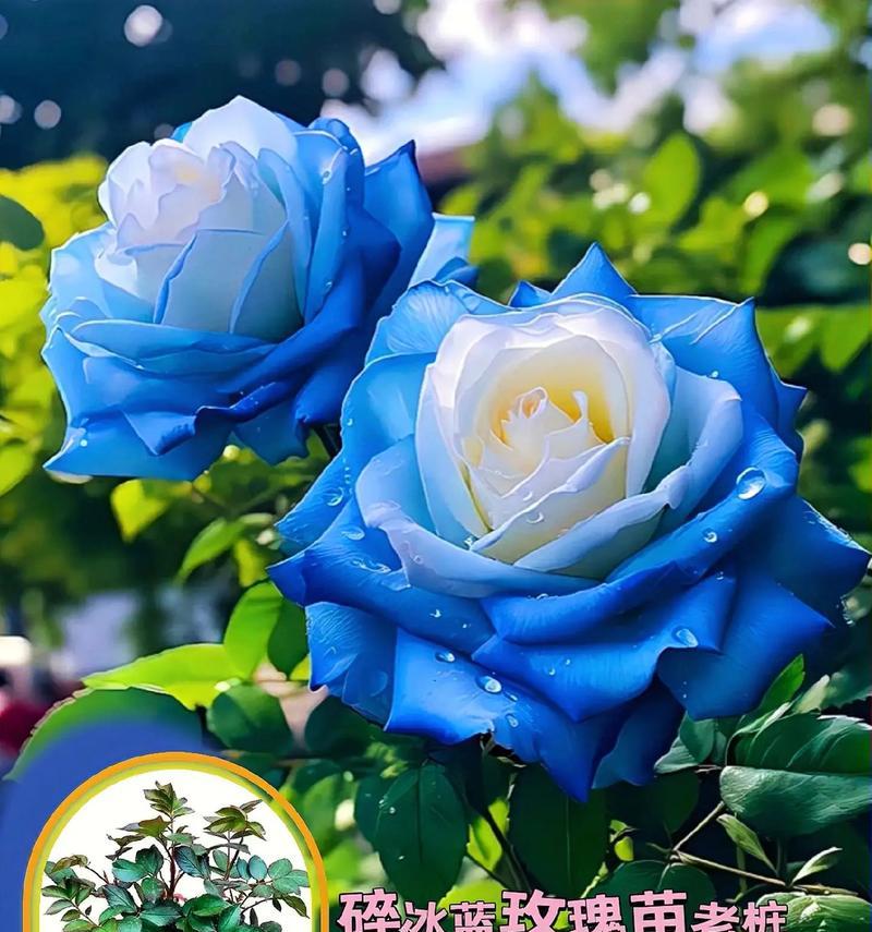 碎冰蓝的全部花语是什么？碎冰蓝代表了哪些情感？