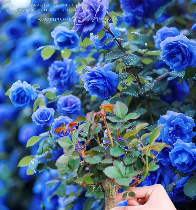 碎冰蓝的全部花语是什么？碎冰蓝代表了哪些情感？