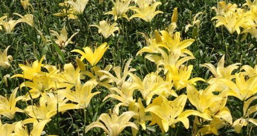 王子森林花语是什么？王子森林中隐藏了哪些花语？