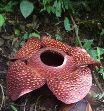 王子森林花语是什么？王子森林中隐藏了哪些花语？