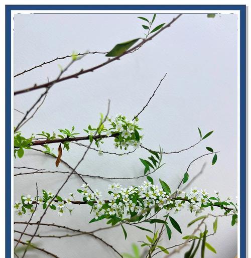 雪柳与飞燕搭配的花语是什么？它们共同的寓意是什么？