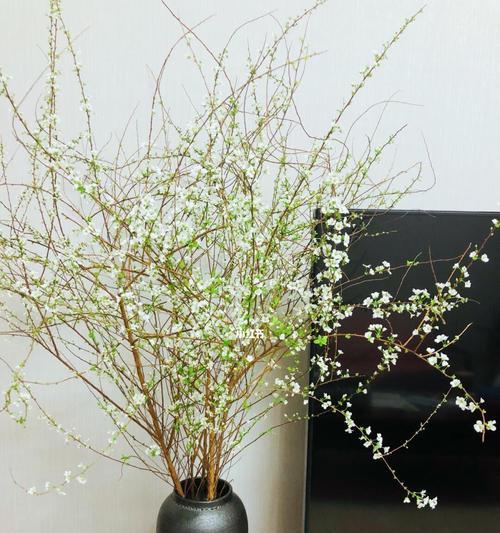 雪柳与飞燕搭配的花语是什么？它们共同的寓意是什么？