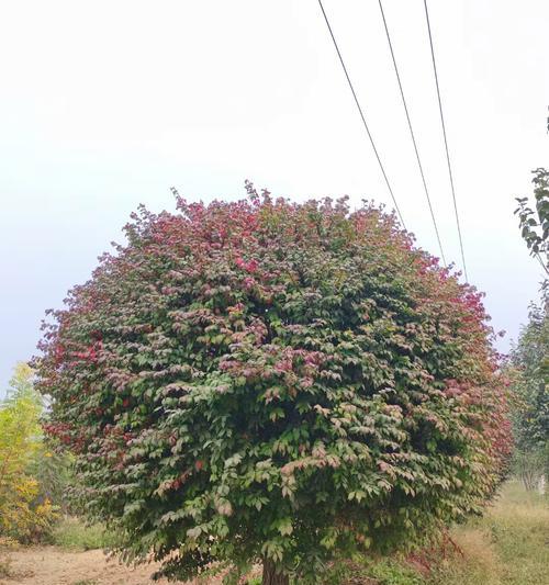 秋季适合种植哪些植物？有哪些注意事项？