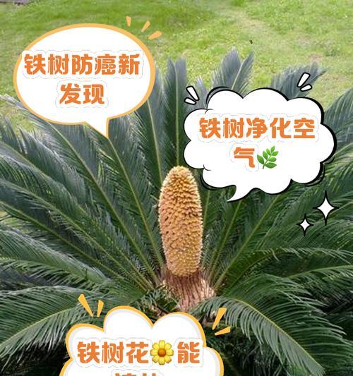 大花犀角花的药用价值和观赏特性是什么？