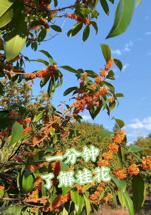 桂花的最佳种植时间是什么时候？怎样判断桂花的成熟期？