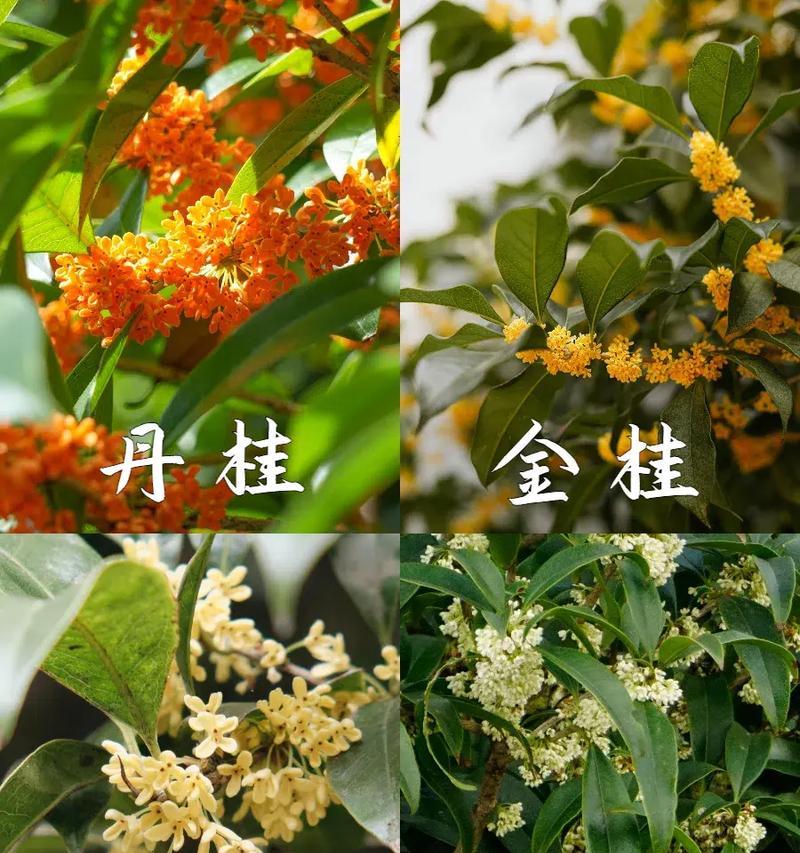 桂花的最佳种植时间是什么时候？怎样判断桂花的成熟期？