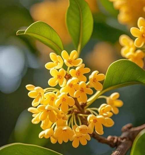 桂花的最佳种植时间是什么时候？怎样判断桂花的成熟期？