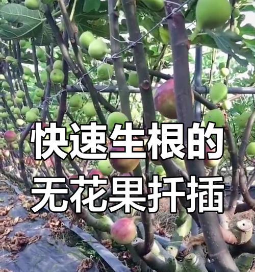 无花果怎么扦插？扦插过程中的注意事项有哪些？