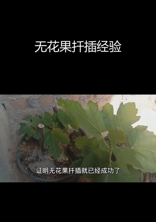 无花果怎么扦插？扦插过程中的注意事项有哪些？