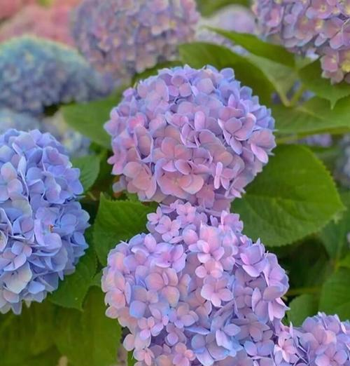 紫色和白色丝带玫瑰花的花语是什么？它们有何象征意义？