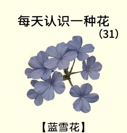 数字1到100对应的花语是什么？如何用数字花语表达情感？