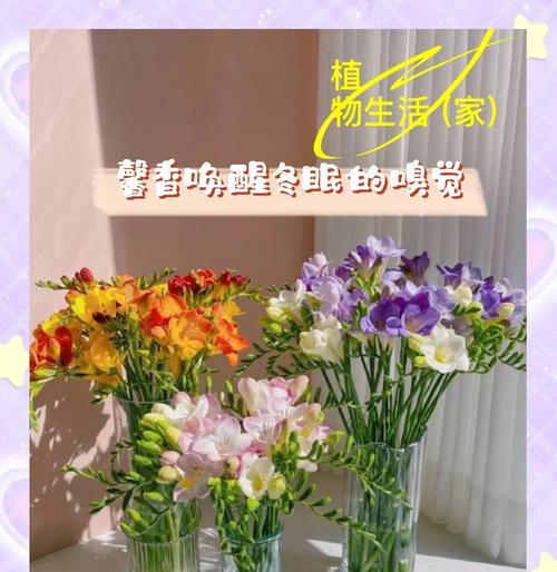 数字1到100对应的花语是什么？如何用数字花语表达情感？