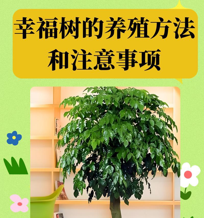幸福树养殖过程中常见的问题有哪些？
