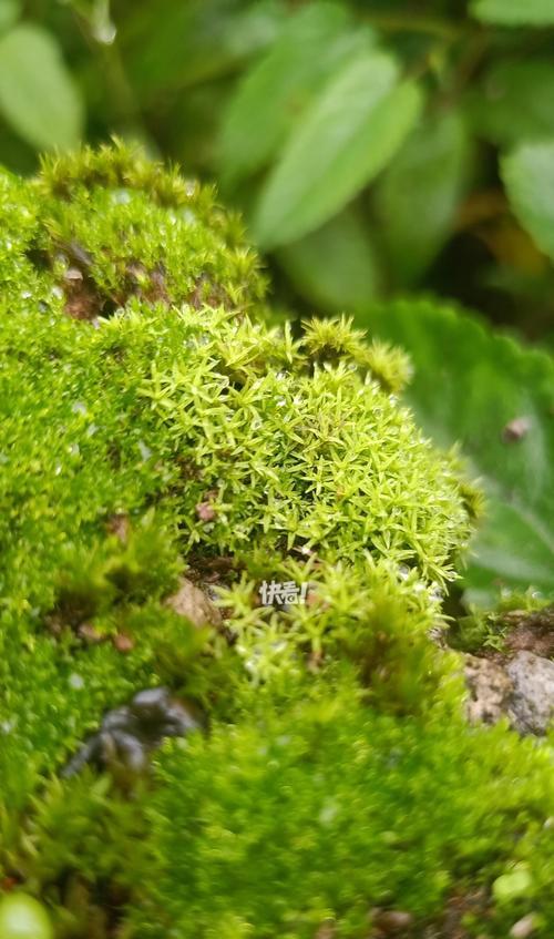 苔藓种植的基本步骤是什么？如何保持苔藓的健康生长？