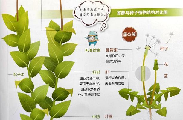 苔藓种植的基本步骤是什么？如何保持苔藓的健康生长？