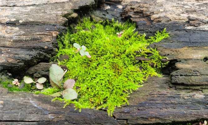 苔藓种植的基本步骤是什么？如何保持苔藓的健康生长？