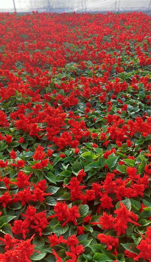 一串红怎么种植？一串红的种植方法是什么？