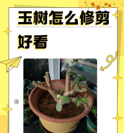 金鱼草修剪的最佳时机是什么时候？怎样修剪才能促进分枝？