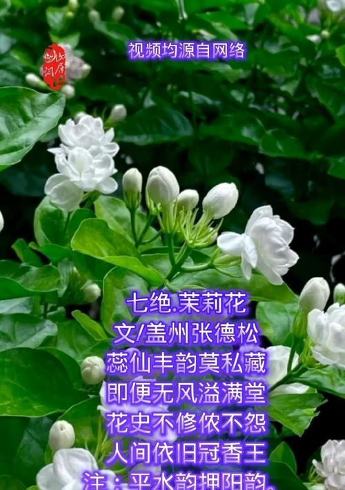 6枝茉莉花花语是什么意思？军中姐妹花语指的是哪种花？