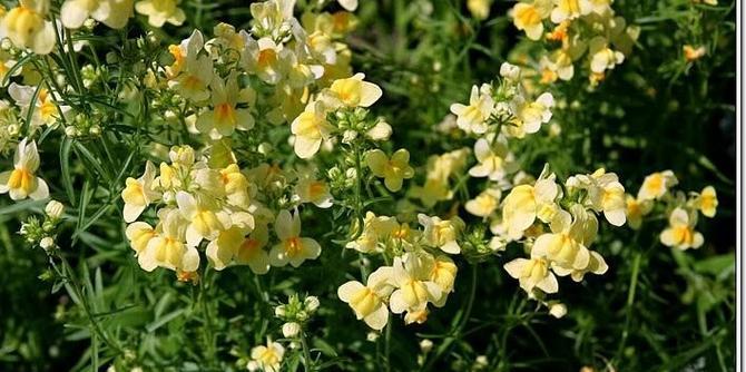 6枝茉莉花花语是什么意思？军中姐妹花语指的是哪种花？