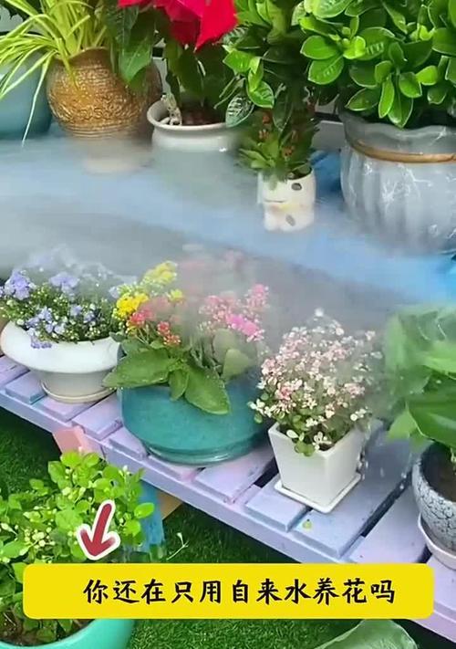 用什么土栽花好？选择土壤的技巧和建议是什么？