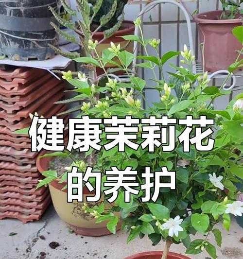 用什么土栽花好？选择土壤的技巧和建议是什么？