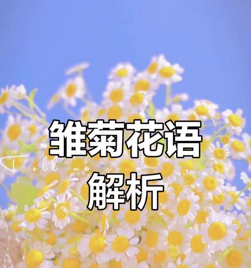 小雏菊的花语有哪些变化？新含义代表什么？