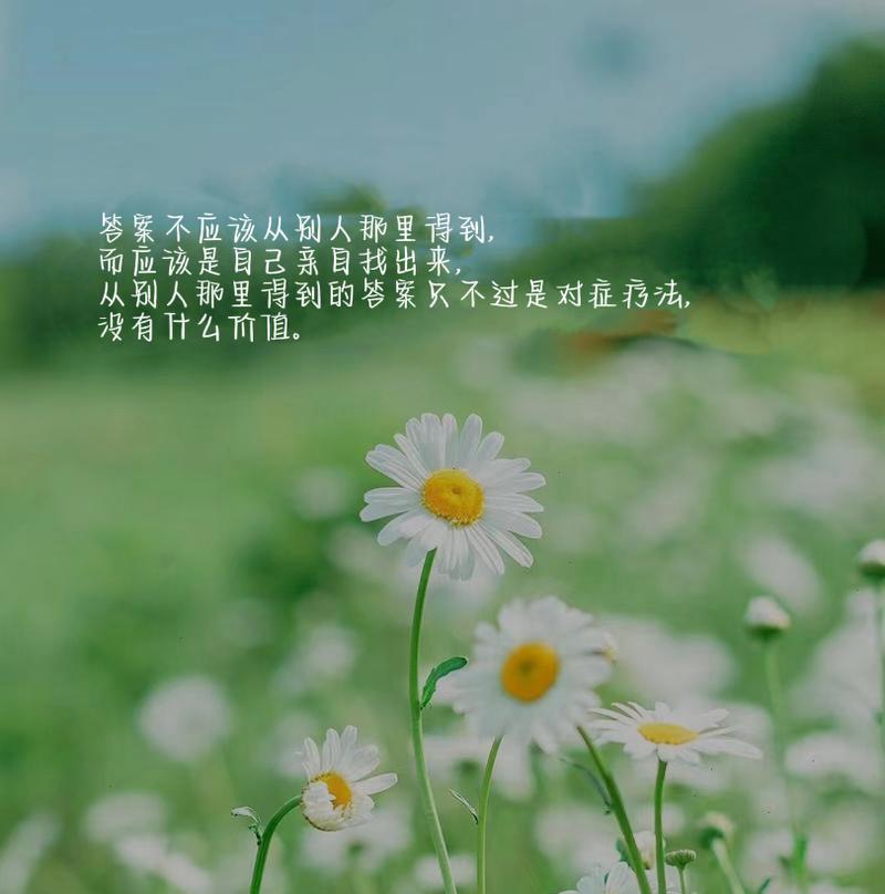 小雏菊的花语有哪些变化？新含义代表什么？