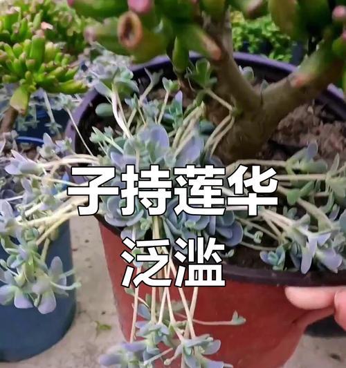 子持莲华在夏季的养护方法是什么？怎样避免夏季高温对其影响？
