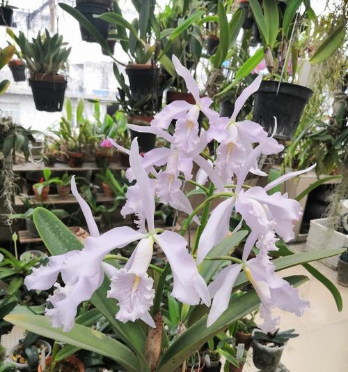 马尔她蓝百合花语有何特别之处？