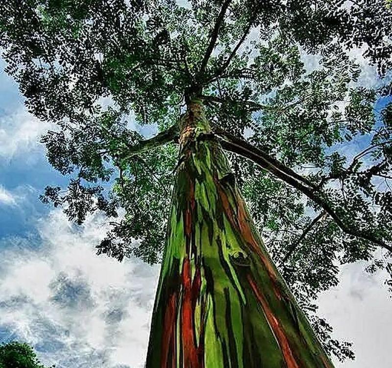 你知道世界上最贵的树种吗？它有何特别之处？