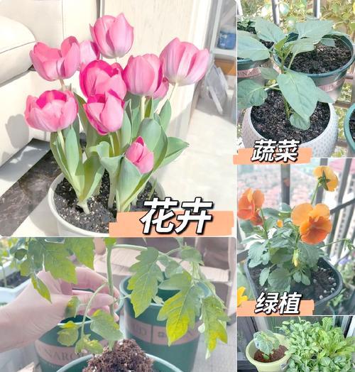 种植花草有哪些步骤？怎样选择合适的土壤？