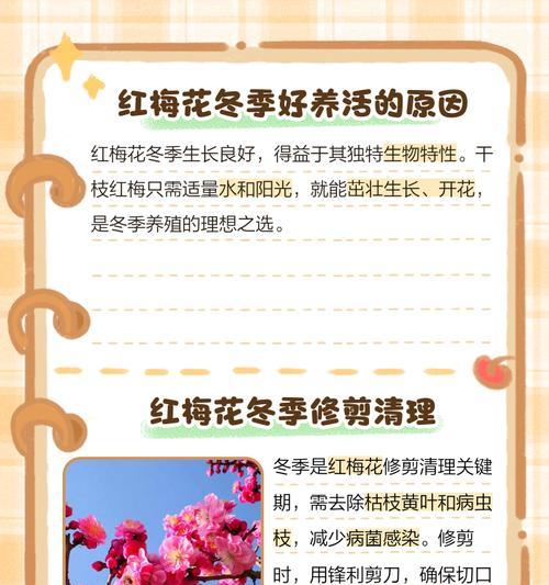 我的小宝贝花语是什么？它象征着怎样的情感？