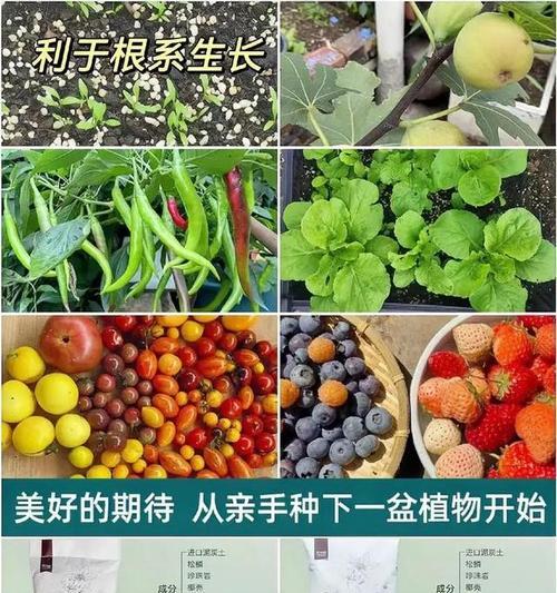 种植花草有哪些步骤？怎样选择合适的土壤？