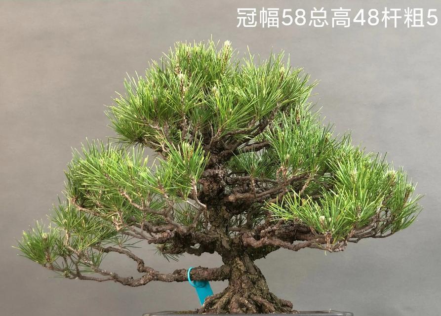 黑松换盆的最佳时机是什么时候？换盆的步骤是什么？
